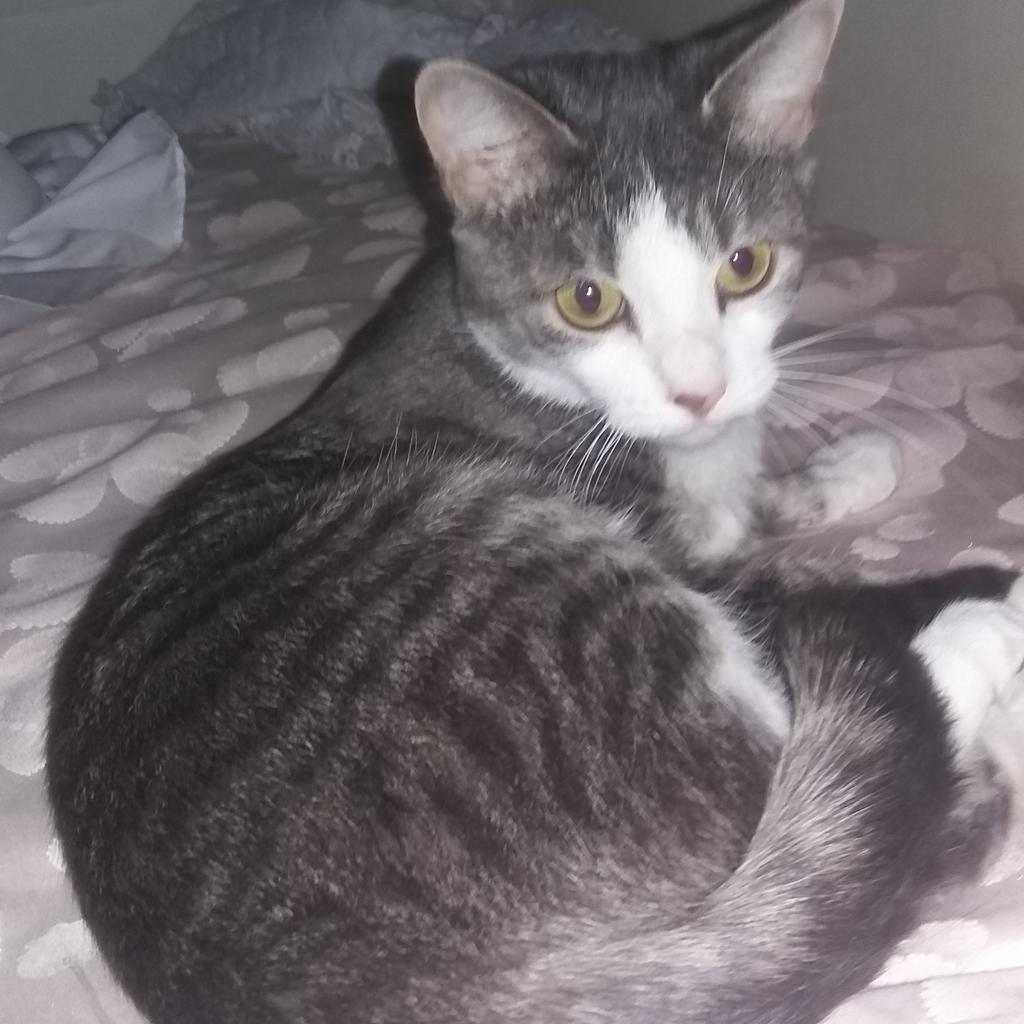 AlexandraHawse's tweet image. Ruby is still missing. escaped from our home in the McVean and Castlemore area in Brampton, ON Monday #BringRubyHome