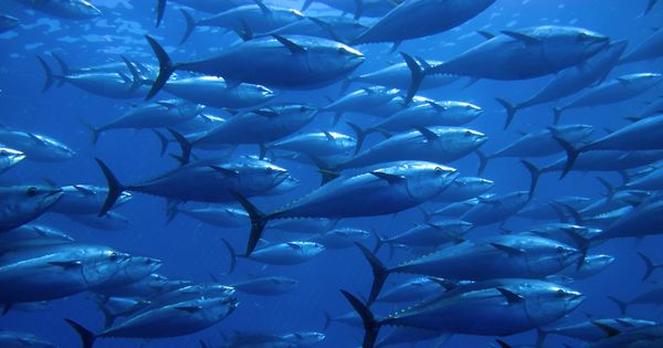 6 things to know about Earth's 6th mass extinction bit.ly/2cIsL2A