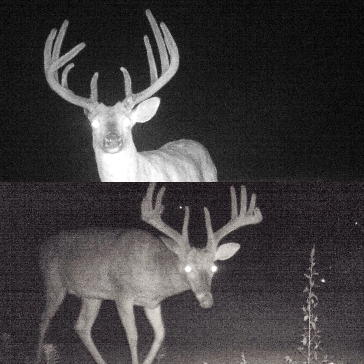 MeadowsOutdoors's tweet photo. This is what dreams are made of https://t.co/ZU8fbjKl3R