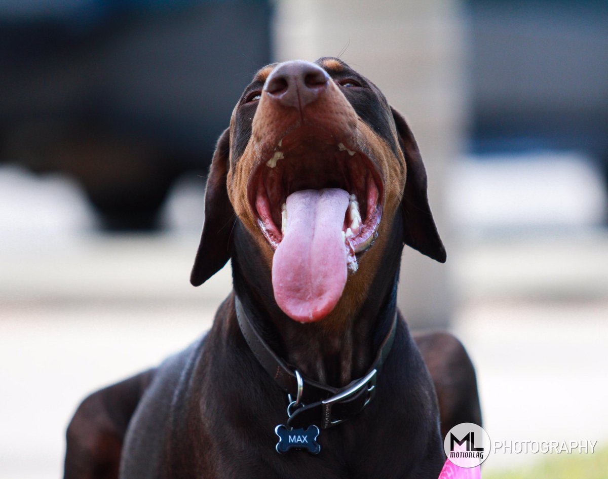MotionLag's tweet photo. This is Max. Max loves frisbee. Max is a good boy, yes he is! https://t.co/qHg367Vz6H