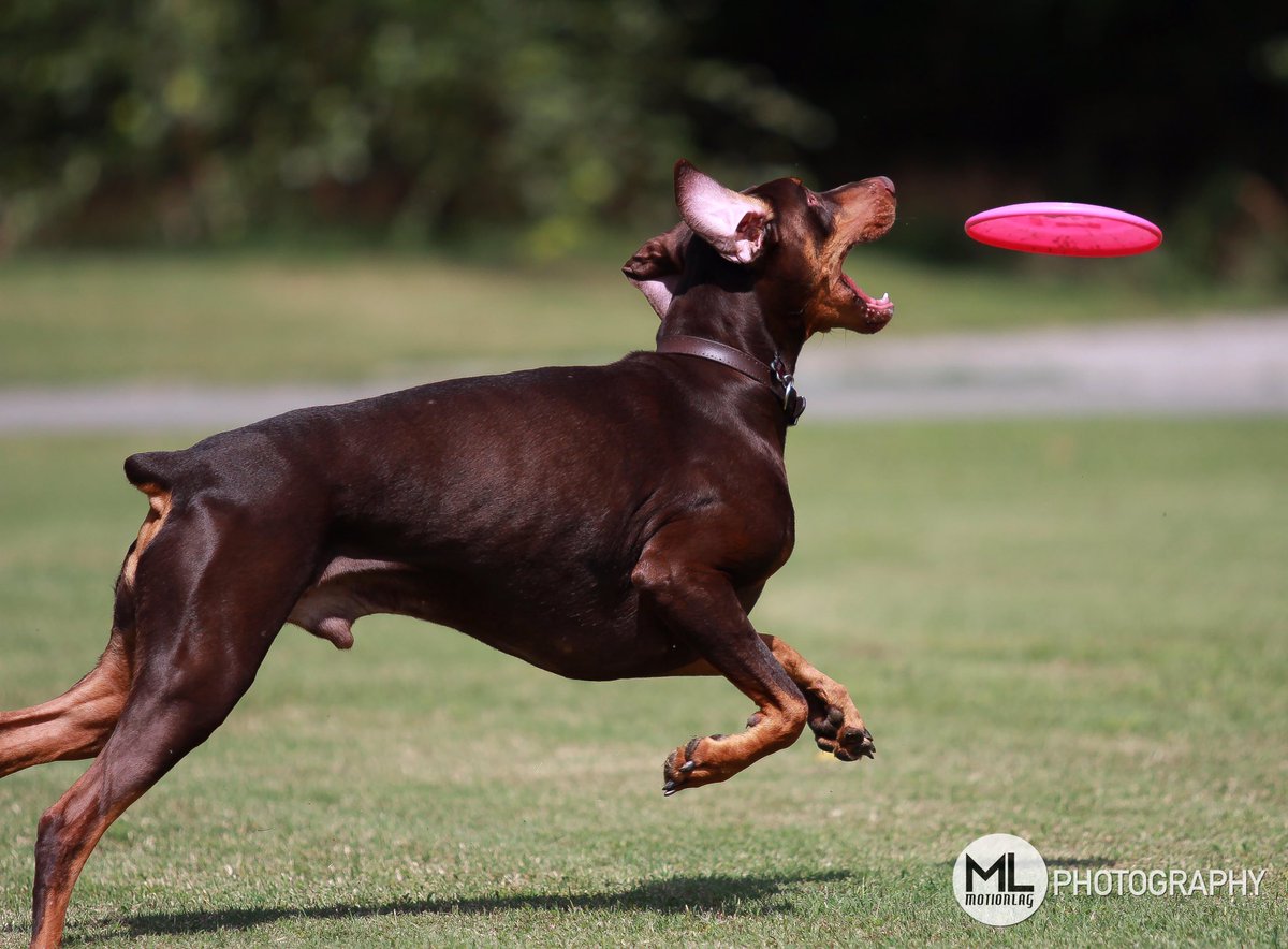 MotionLag's tweet photo. This is Max. Max loves frisbee. Max is a good boy, yes he is! https://t.co/qHg367Vz6H