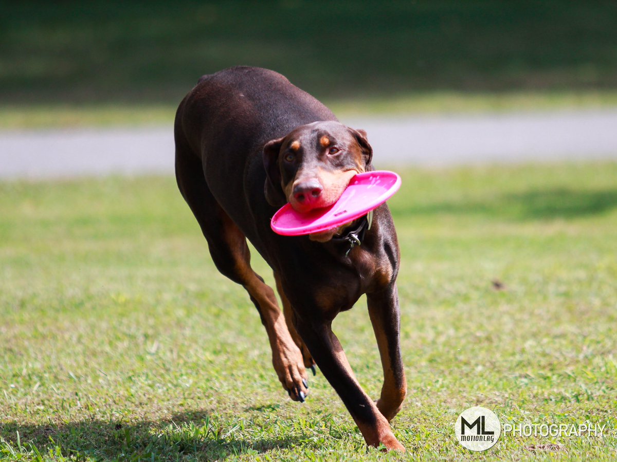 MotionLag's tweet photo. This is Max. Max loves frisbee. Max is a good boy, yes he is! https://t.co/qHg367Vz6H