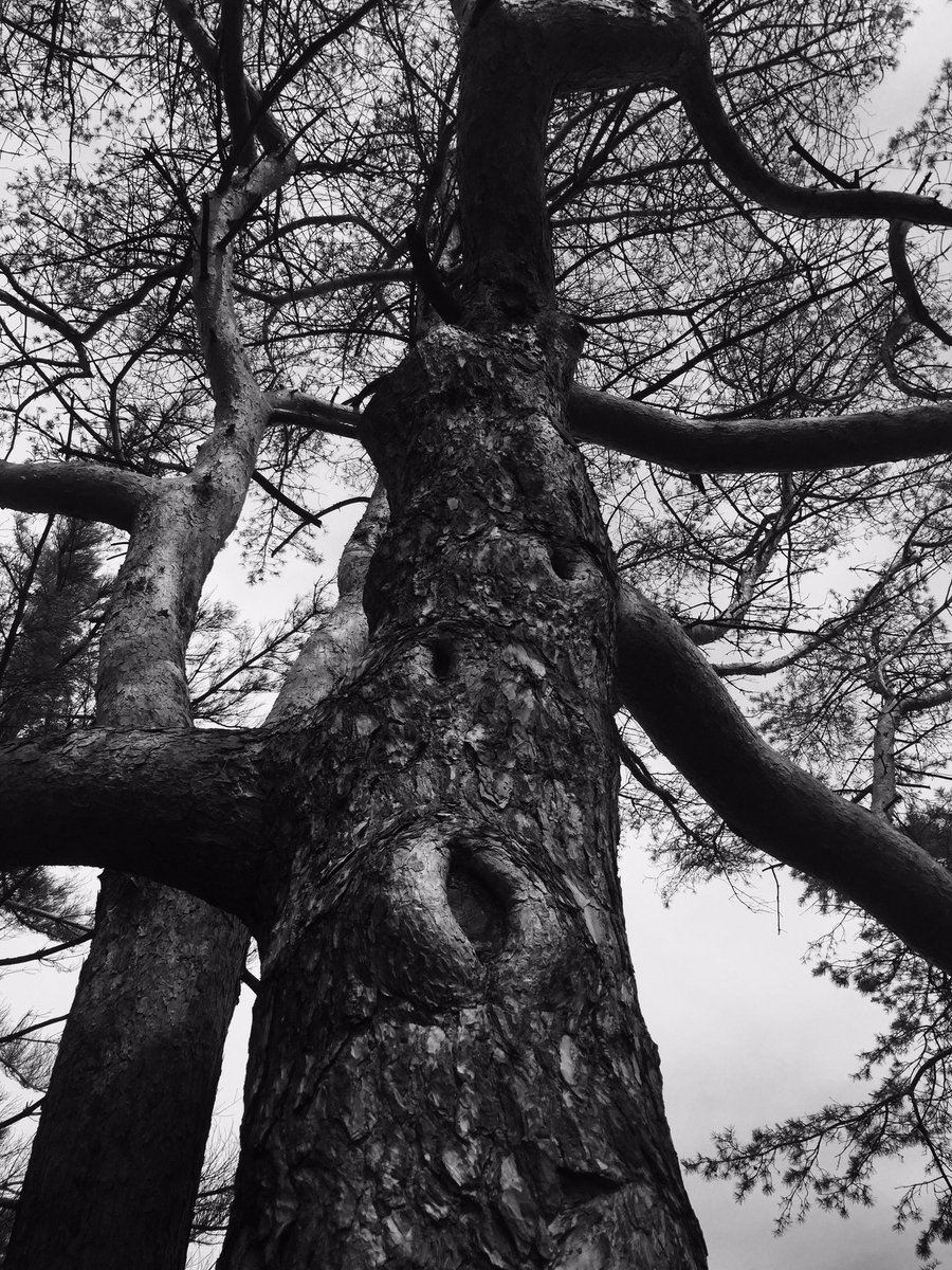 owlyholly's tweet photo. Water your roots if you don't want it to die . https://t.co/370xJupB3b