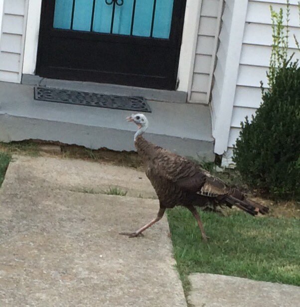 SusannaSmithW's tweet photo. hipster turkey now living at mi casa #Nashville #TooCool4School #Gooble https://t.co/Wt1FsdHZLj