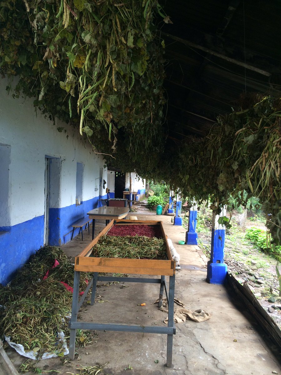 Diversifying income while improving the soil...the beans are being harvested...refried beans for the next month!