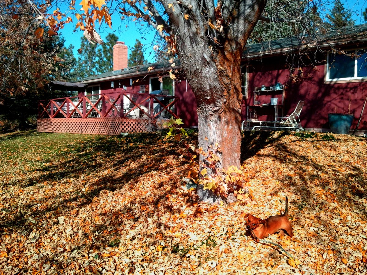 GreenbladeOne's tweet photo. As the seasons change, so should your lawn care. Here are our tips for fall:
https://t.co/F3E6uWzfpc
#fall #tips https://t.co/aPQ6EcUcIO
