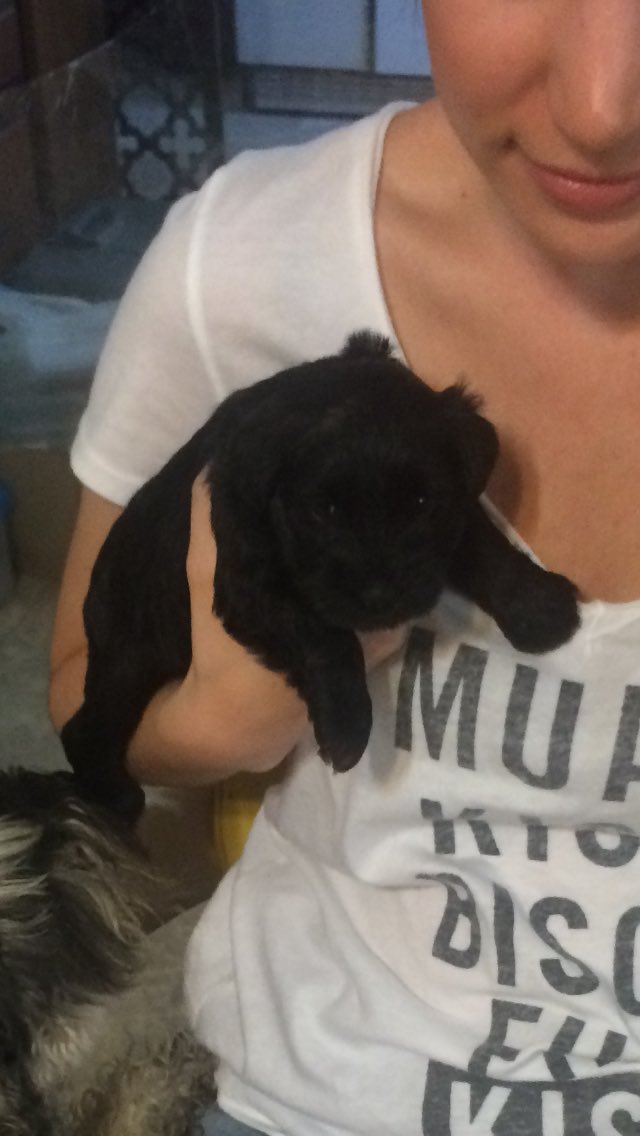 ALMOYER2010's tweet photo. This is super blurry, but look at the face 🐶 https://t.co/0kvd48FMJw