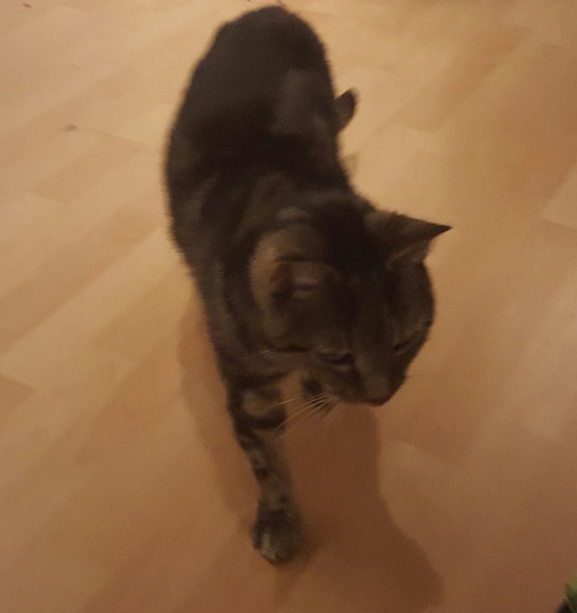 bestcatintown's tweet photo. Second lot of dental surgery in a month all done #hardcore #expensivecat https://t.co/6gFeUzhA1n