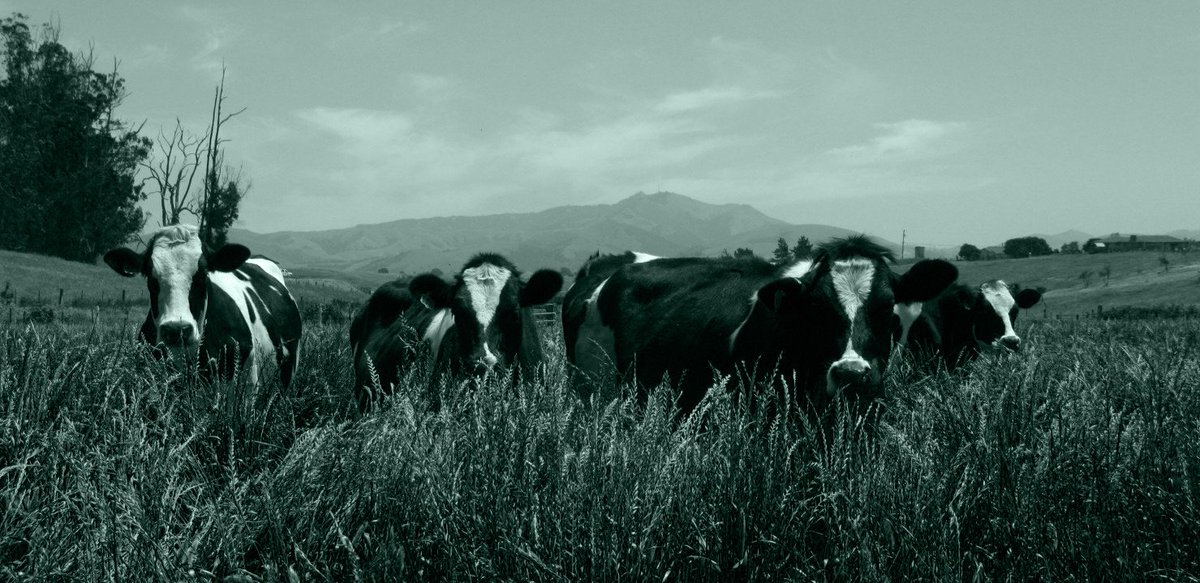 Celebrating #local at it's best! Read more here --> bit.ly/SCHOCH