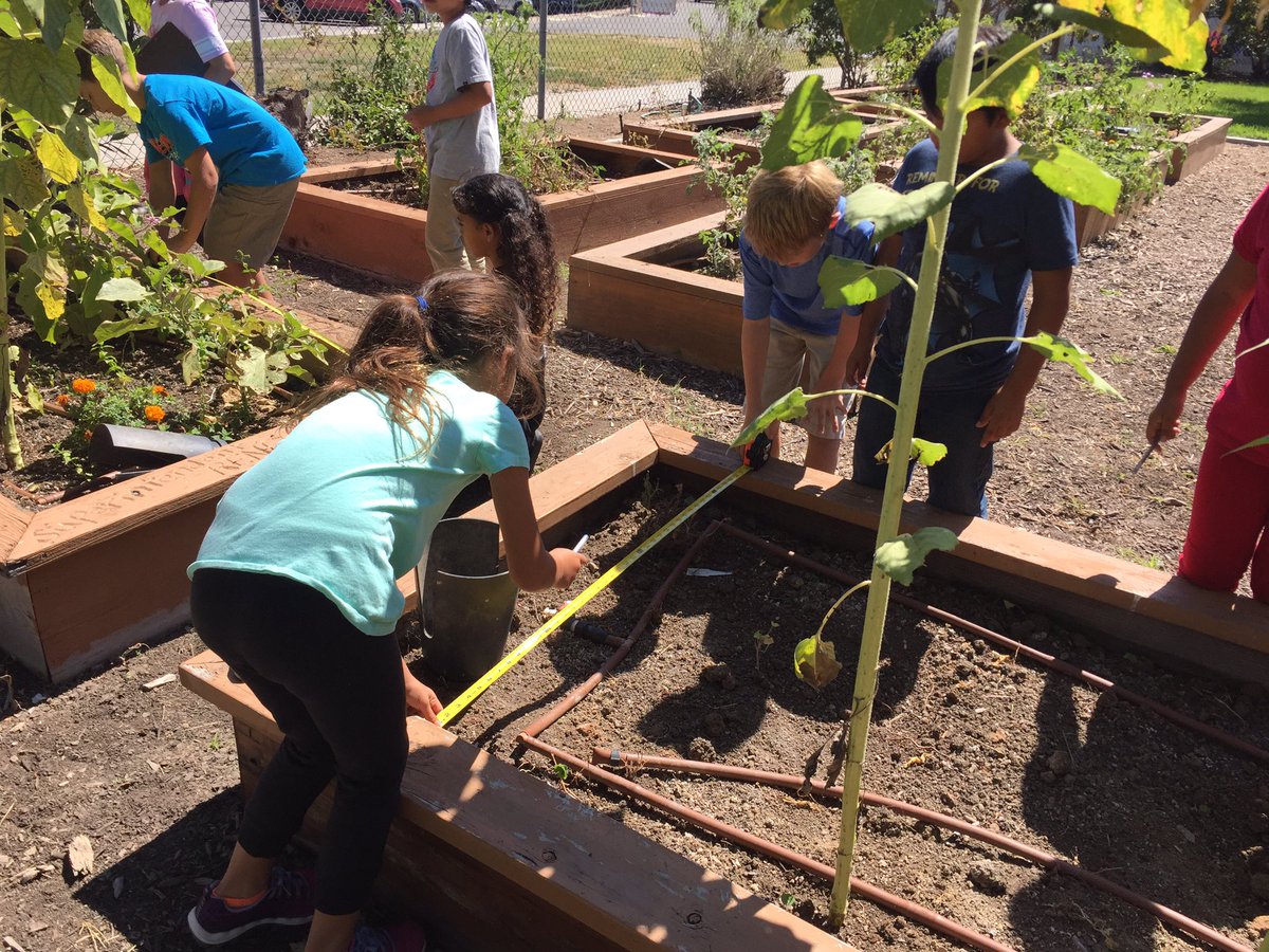 ChienforSTEM's tweet photo. 3rd grade Engineers measure garden beds to conduct research to build trellises in #servicelearning design challenge https://t.co/DiZcrbovni