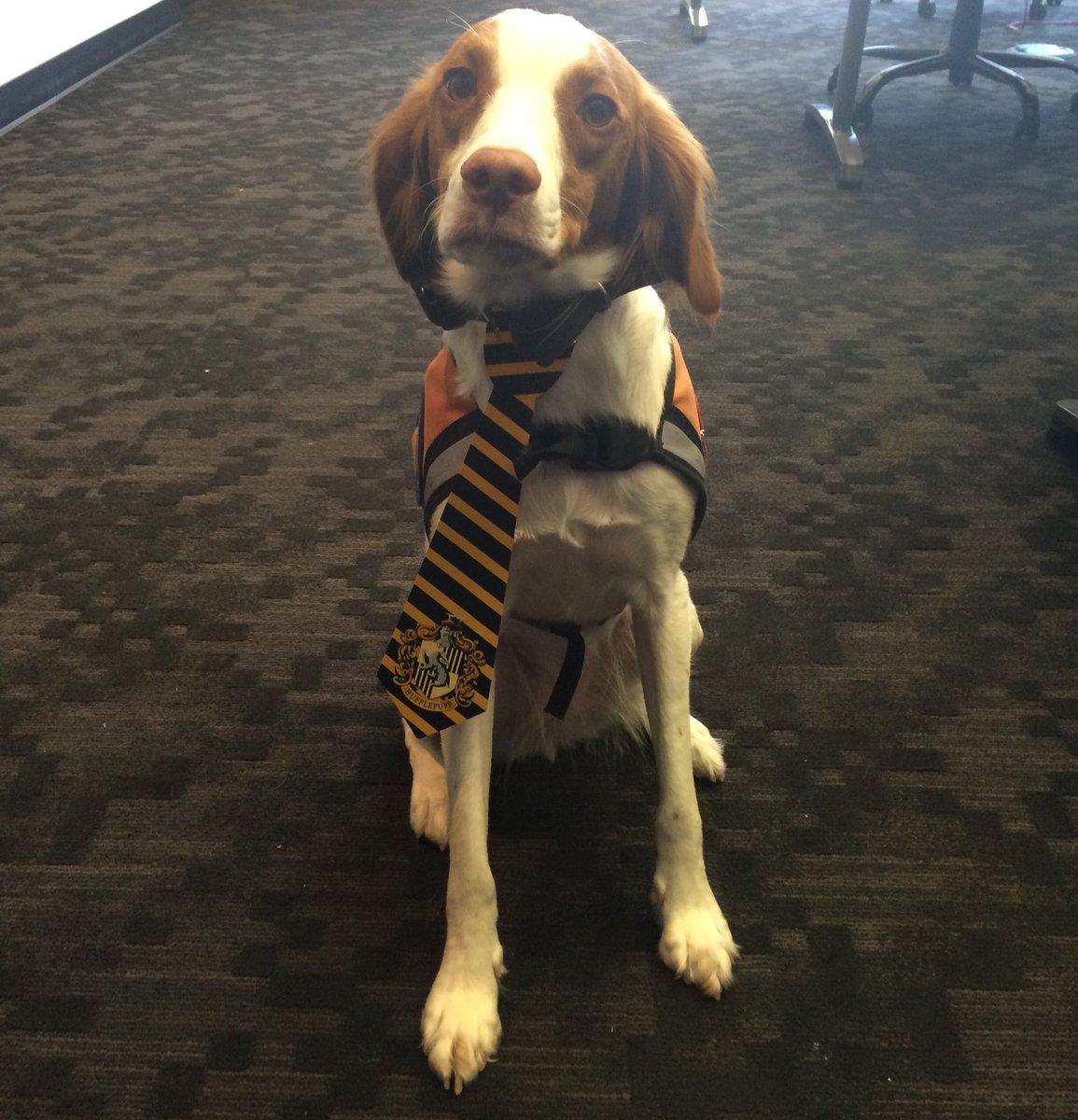 madelyn_osmun's tweet photo. She's a Hufflepuff. #adorable #dogsathogwarts https://t.co/wYnYHDnGnz