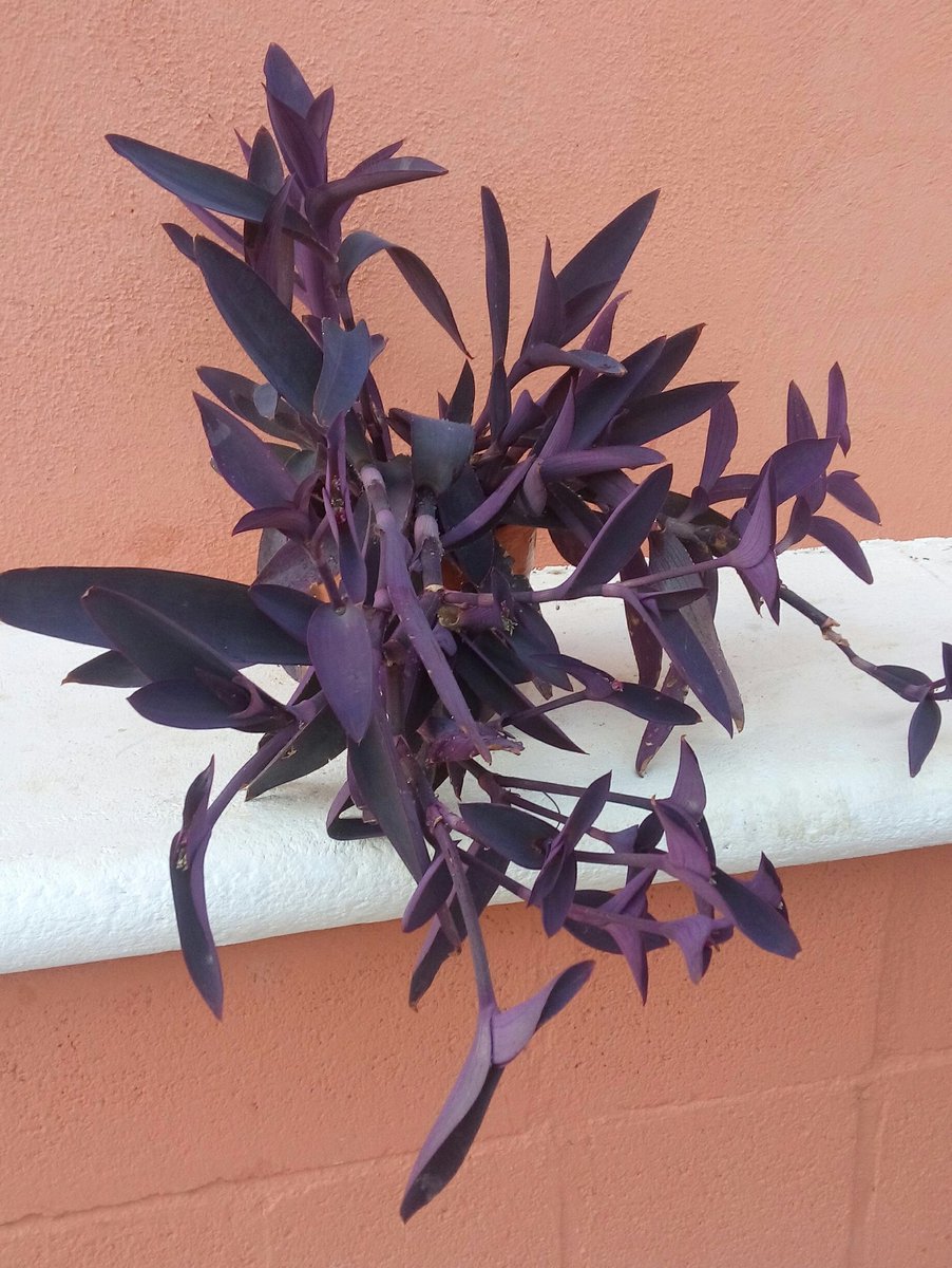 DelfinaMonfort's tweet photo. Tradescantia purpurea. https://t.co/moGOGSFAl6