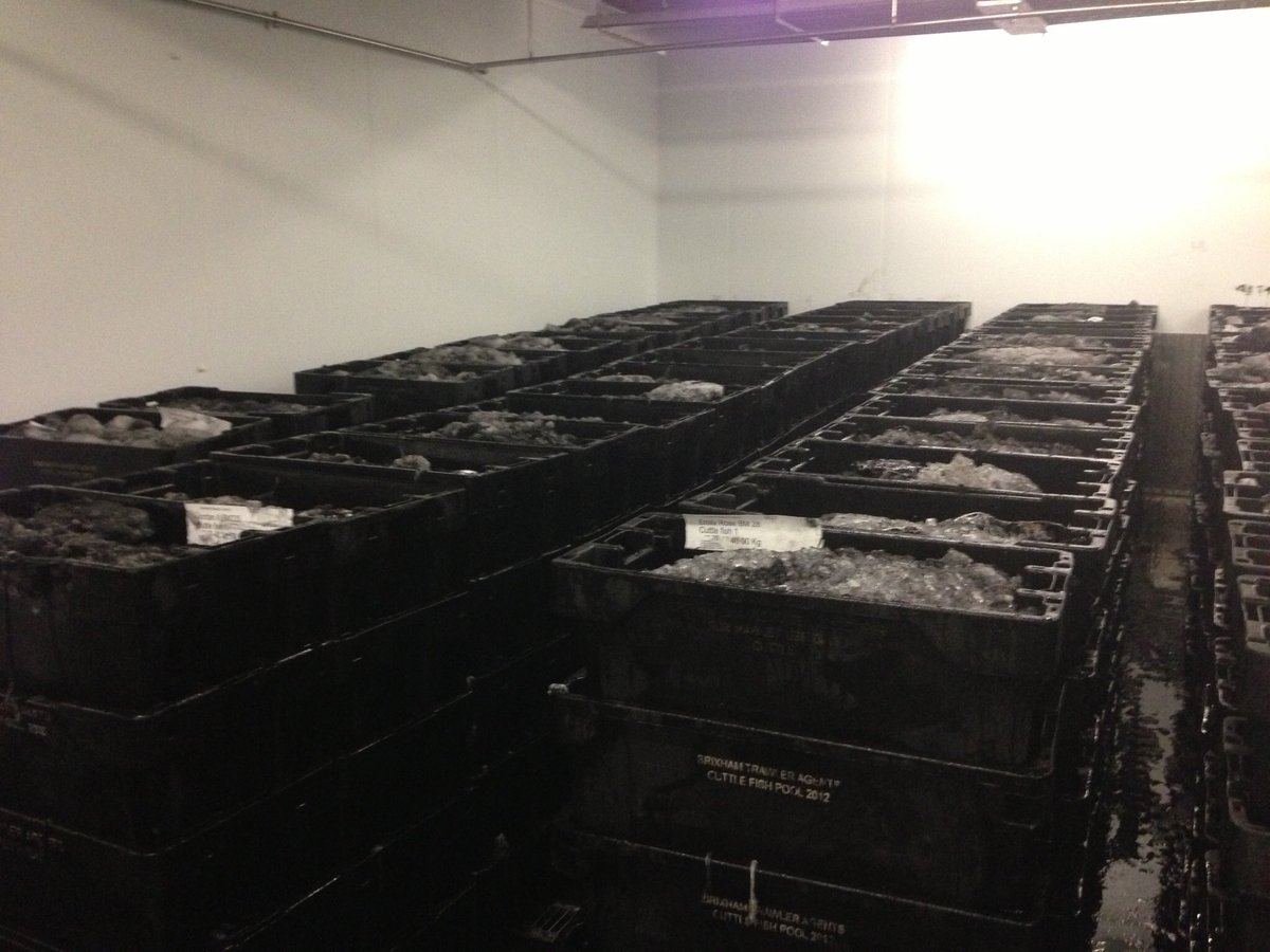 Brixhamfishmkt's tweet photo. Cuttlefish ( brixham squid) is definitely on its way ! 200 boxes for tomorrow's market #brixhamsquid @NathandeRoz 🐟🐟 https://t.co/EBaFlJWxLp
