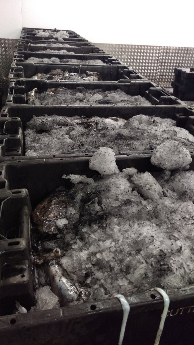 Brixhamfishmkt's tweet photo. Cuttlefish ( brixham squid) is definitely on its way ! 200 boxes for tomorrow's market #brixhamsquid @NathandeRoz 🐟🐟 https://t.co/EBaFlJWxLp