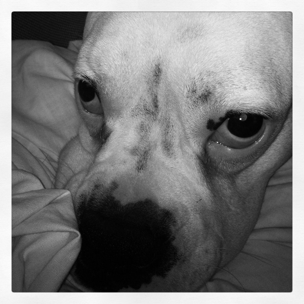 imacuchc's tweet photo. Me encanta esa mirada I❤️that look #WhenWhyHowYouISF #ISFBeCreative @IS_Foundation @ISFYouth #BóxerBlanco #WhiteBoxe https://t.co/Yw7q4VYtFq
