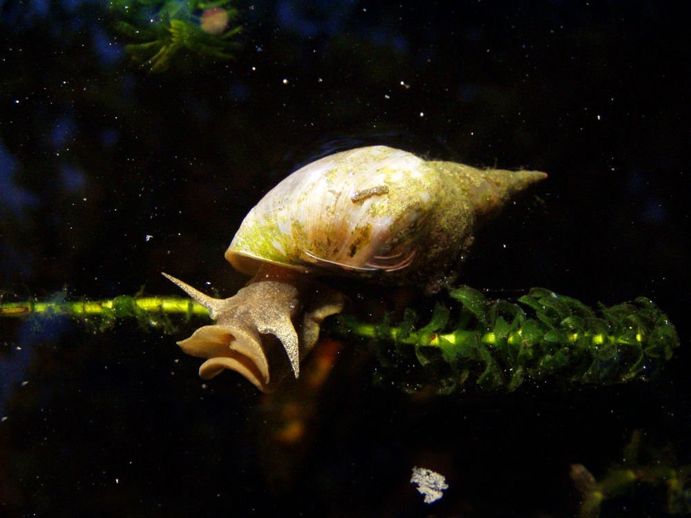 PopSci's tweet photo. Scientists force snails to exercise to see if it affects their decision-making skills https://t.co/8eKF1bPd76 https://t.co/ijRDv79sHt