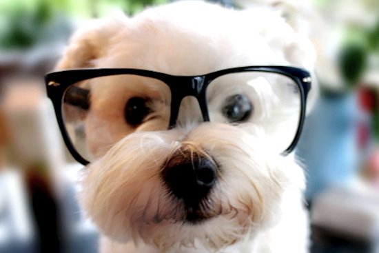 orcabook's tweet photo. He's #read our hint-and-reveal board #book about #puppies! Your turn! https://t.co/2GEBWR9LcY #Orcabook #kidlit https://t.co/y9RXUgpUAY