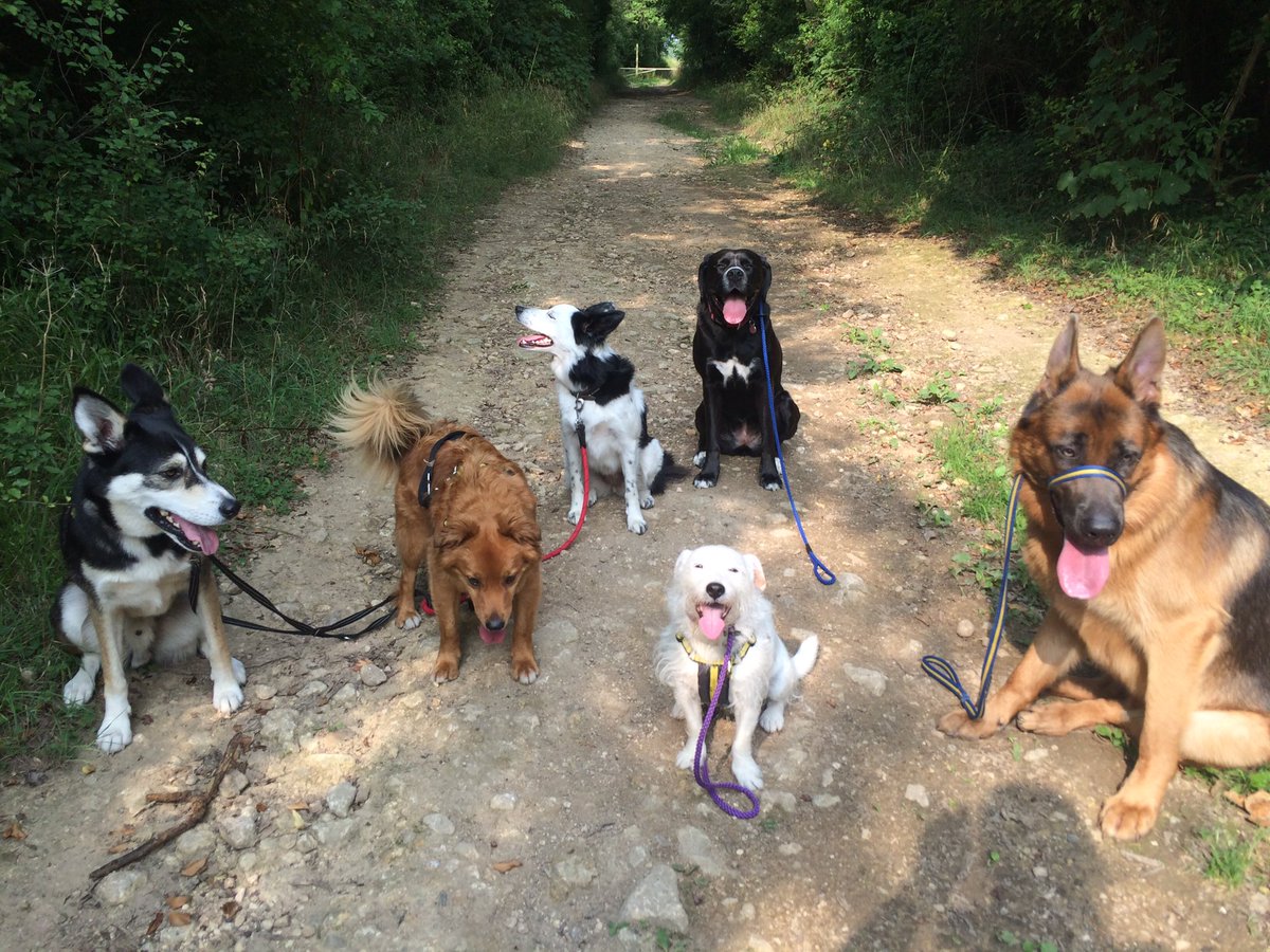 ActiveAnimals tweet picture
