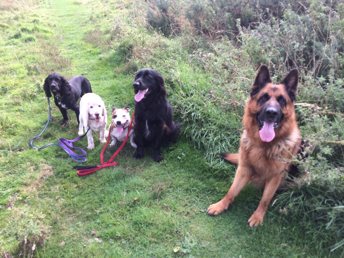 ActiveAnimals tweet picture