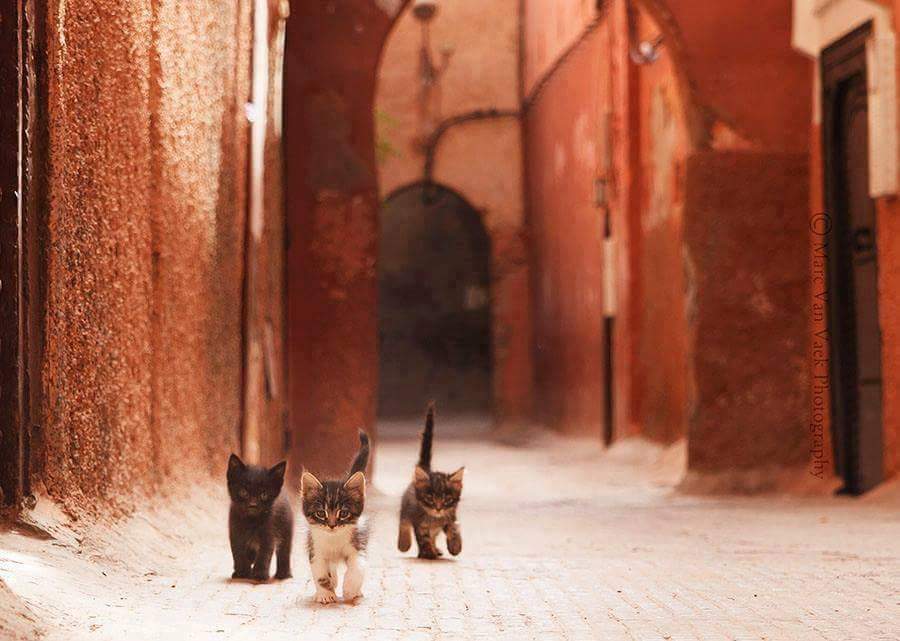 Autumnanatomy's tweet photo. Just passing by to say: the weather is so greaaat in marrakesh .. i love #marrakesh ..  i am living in heaven... https://t.co/I88gh6vXzM