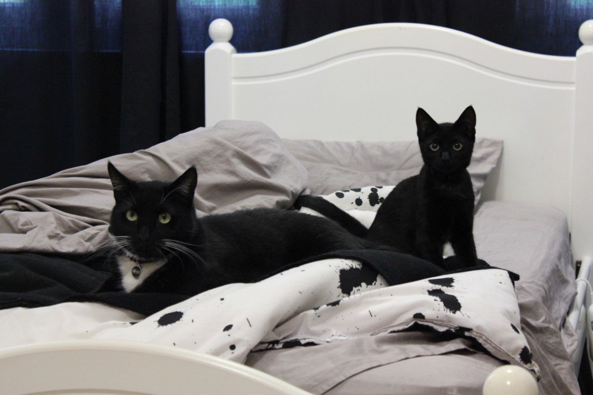 LoveThatPet's tweet photo. The #beautiful #cats are Buddy and Edie who belong to Kim, one of our awesome nurses at #LoveThatPet. https://t.co/f1UYzIq3kx