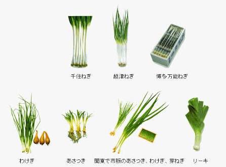 長ねぎ ネギ星人 Neginokiwami Twitter 長ねぎ ネギ星人 Neginokiwami Twitter