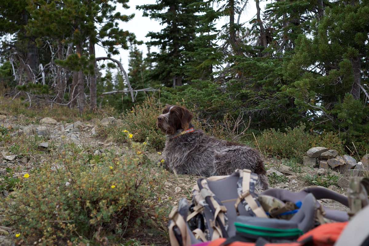 RockyMtnGriffs's tweet photo. I love it in the mountains!-Rocco https://t.co/ks8vZm7P1O