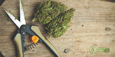 greenflwrmedia's tweet photo. We should never give up the right to grow our own plants.
9 Reasons For Growing Cannabis https://t.co/YFJmwW5jnr https://t.co/2cvFdSIuPv