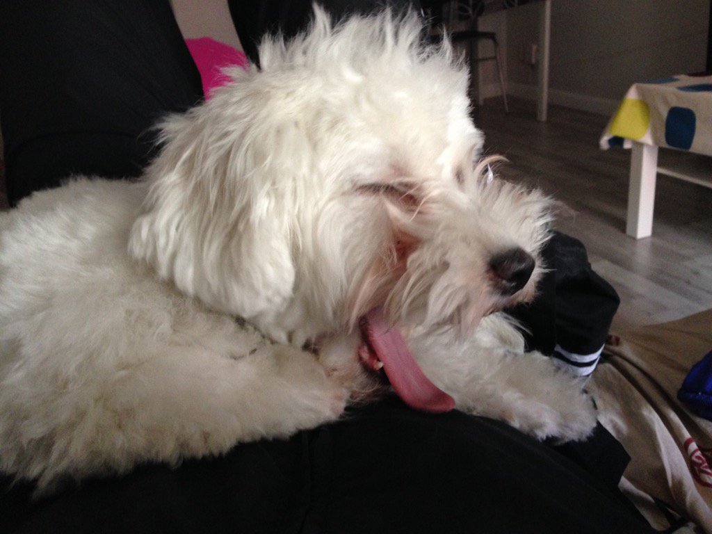 aferrandini's tweet image. Buenos días #desymfony