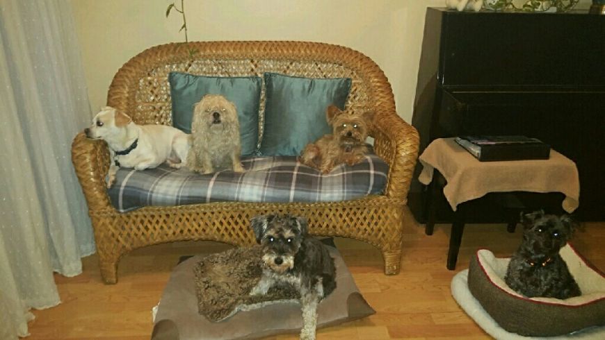 GizmoIsSleepy's tweet photo. #TBT from last week hanging out with the fellas.

#ScrapPack #ImportantMeeting https://t.co/3PJVMLNX5o