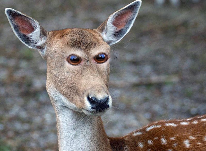 putting animals eyes on the front of their heads is goofy and