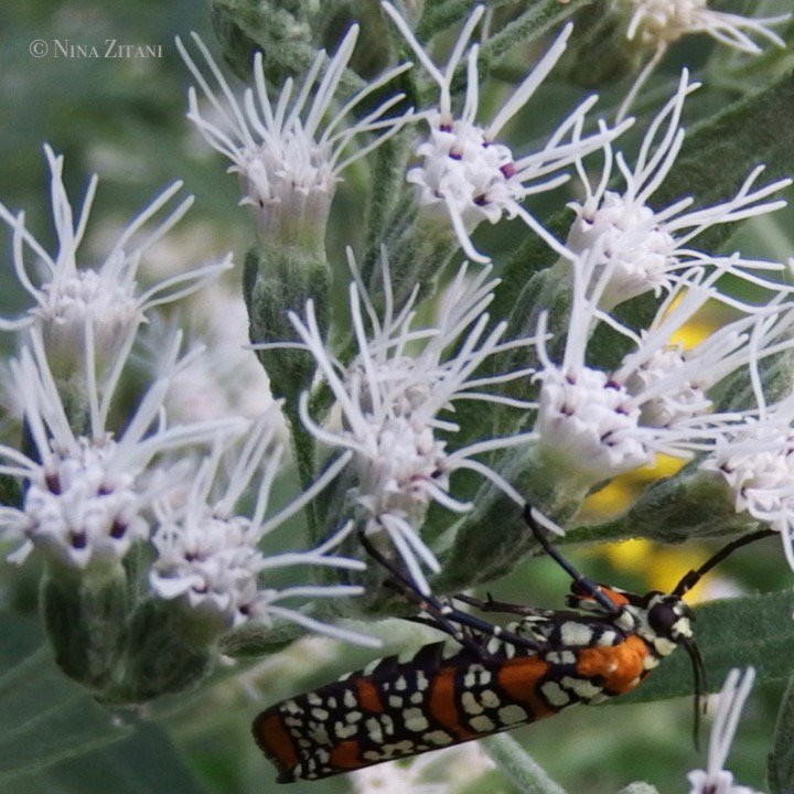 papiliovorus's tweet photo. #Eupatorium altissimum great late summer #nativepollinatorplant w/ lovely fragrance #Asteraceae #phenology #Atteva https://t.co/Vu3L2AYCao