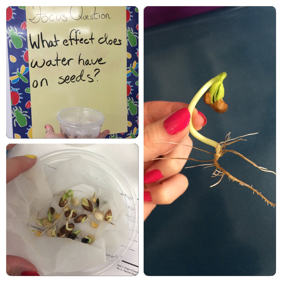 Grade3Kieffer's tweet photo. We questioned, we experimented, and we learned! Seeds can germinate in water! #sciencerocks! https://t.co/8tvJbyCZdR