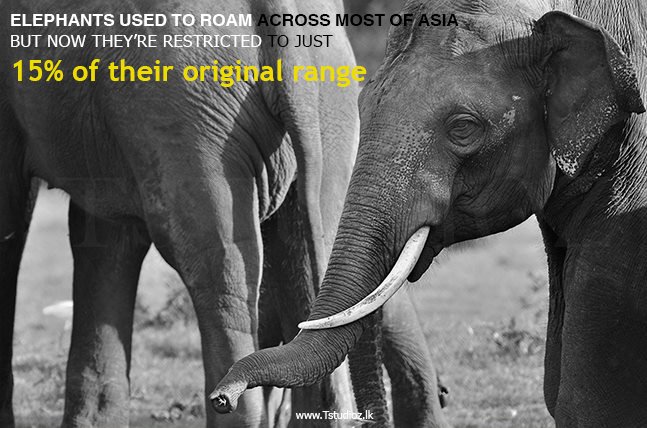 Tstudioz_lk's tweet photo. #Followfriday #PhotoOfTheDay #Tstudioz #Wildography #Racingextintion #Saveelephants https://t.co/SPRNg4PHoQ
