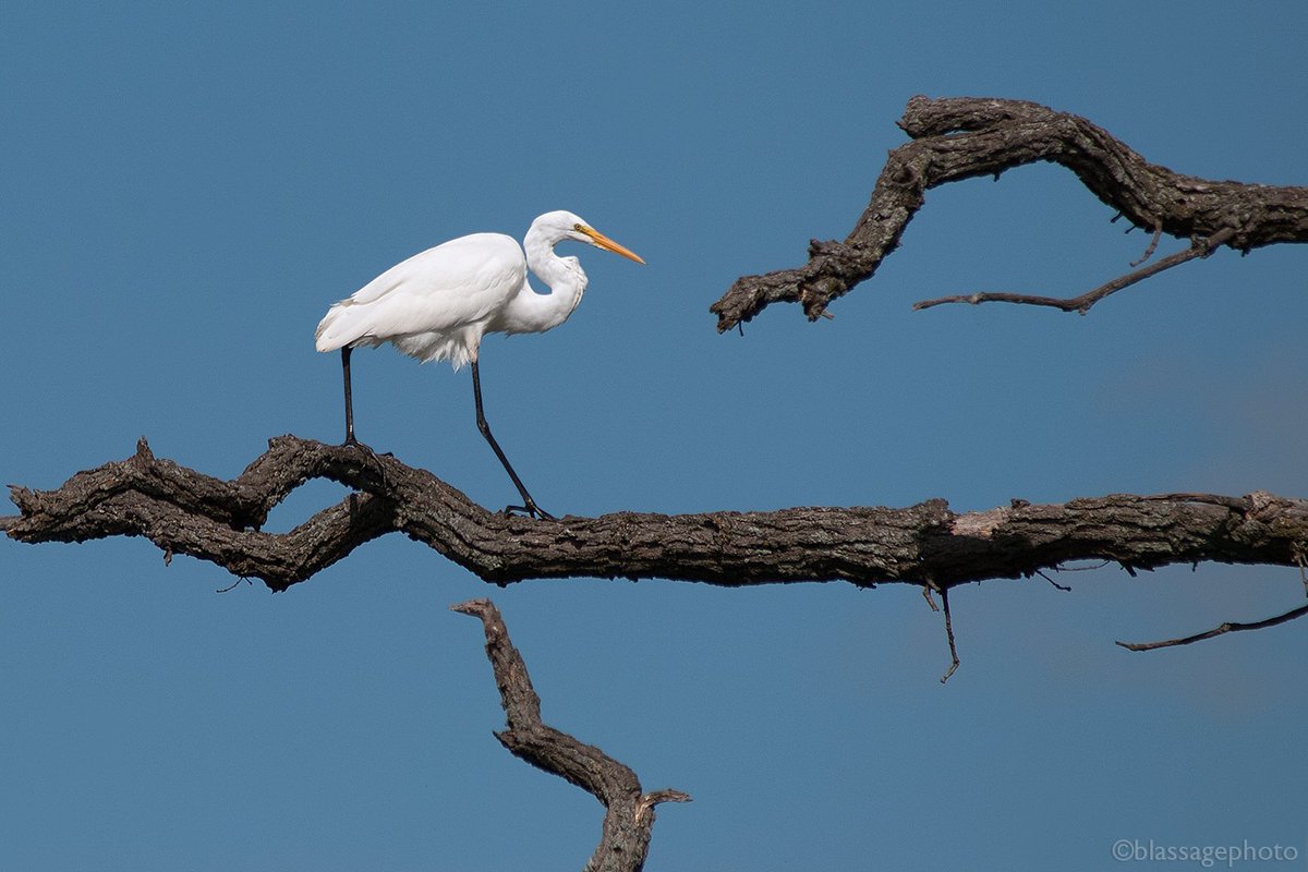 MarkBlassage's tweet photo. Do you think they know they're great? #GreatEgret @NLI1958 #conservation #migration #SignatureOak #NygrenWetland https://t.co/ca8g3oGqjl
