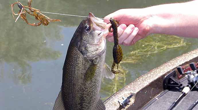 Use these tricks and techniques from VanDam to help you put more fish in the boat! 

bit.ly/2cbGL0x