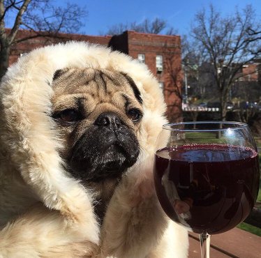 ProblemBreeds's tweet image. Friday Feels problembreeds.wordpress.com/2016/09/16/fri…