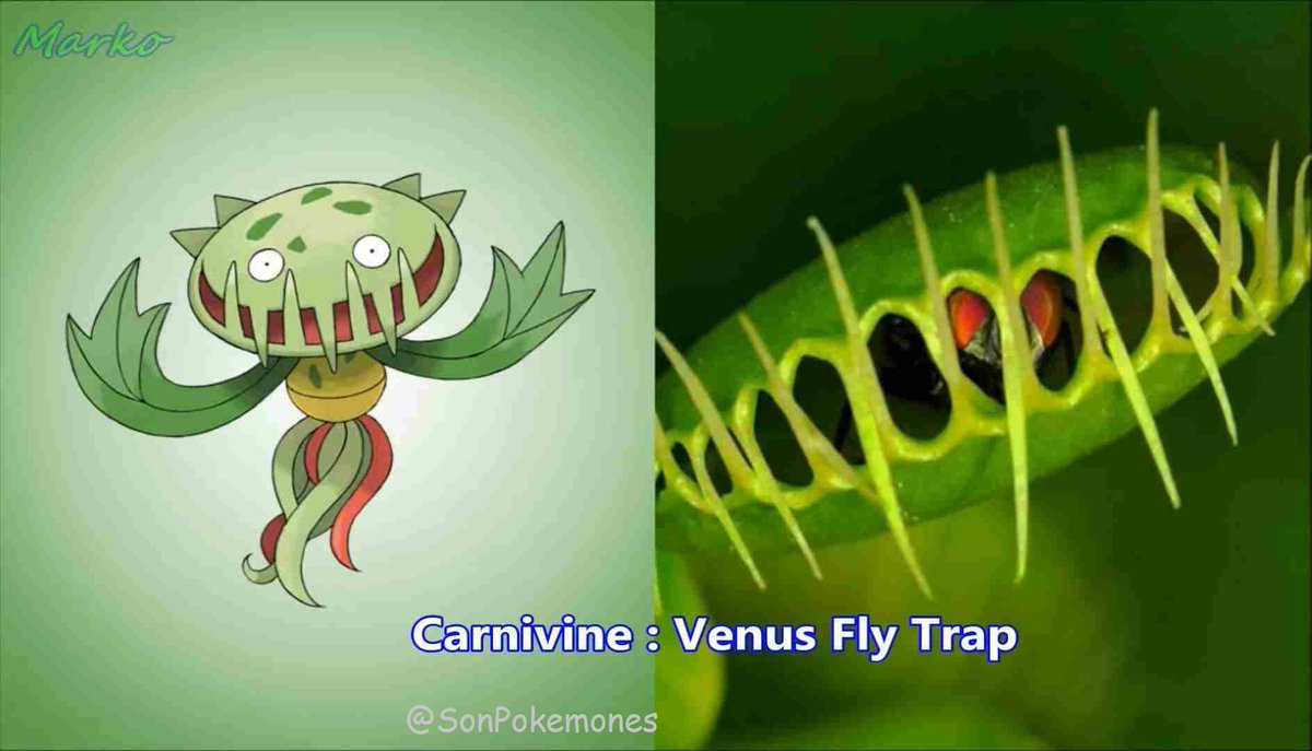 X 上的 Es Pokémon：「#PokemonesReales Carnivine: Planta carnivora   / X