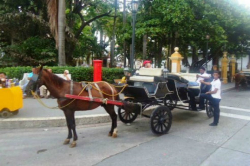 elespectador's tweet photo. Avanza proyecto de ley para proteger a caballos cocheros en Cartagena https://t.co/QnpiybmLuW https://t.co/JLHu4OJ4br