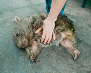 もとこ でもやっぱ最強に人間になつく動物はウォンバットだよなぁ 一度人間慣れしてしまった個体は人間が構ってあげないと深刻な鬱病になってしまうほどなんだよね 3枚目の画像は世界最大のウォンバット パトリックさん29歳時の画像だ T Co