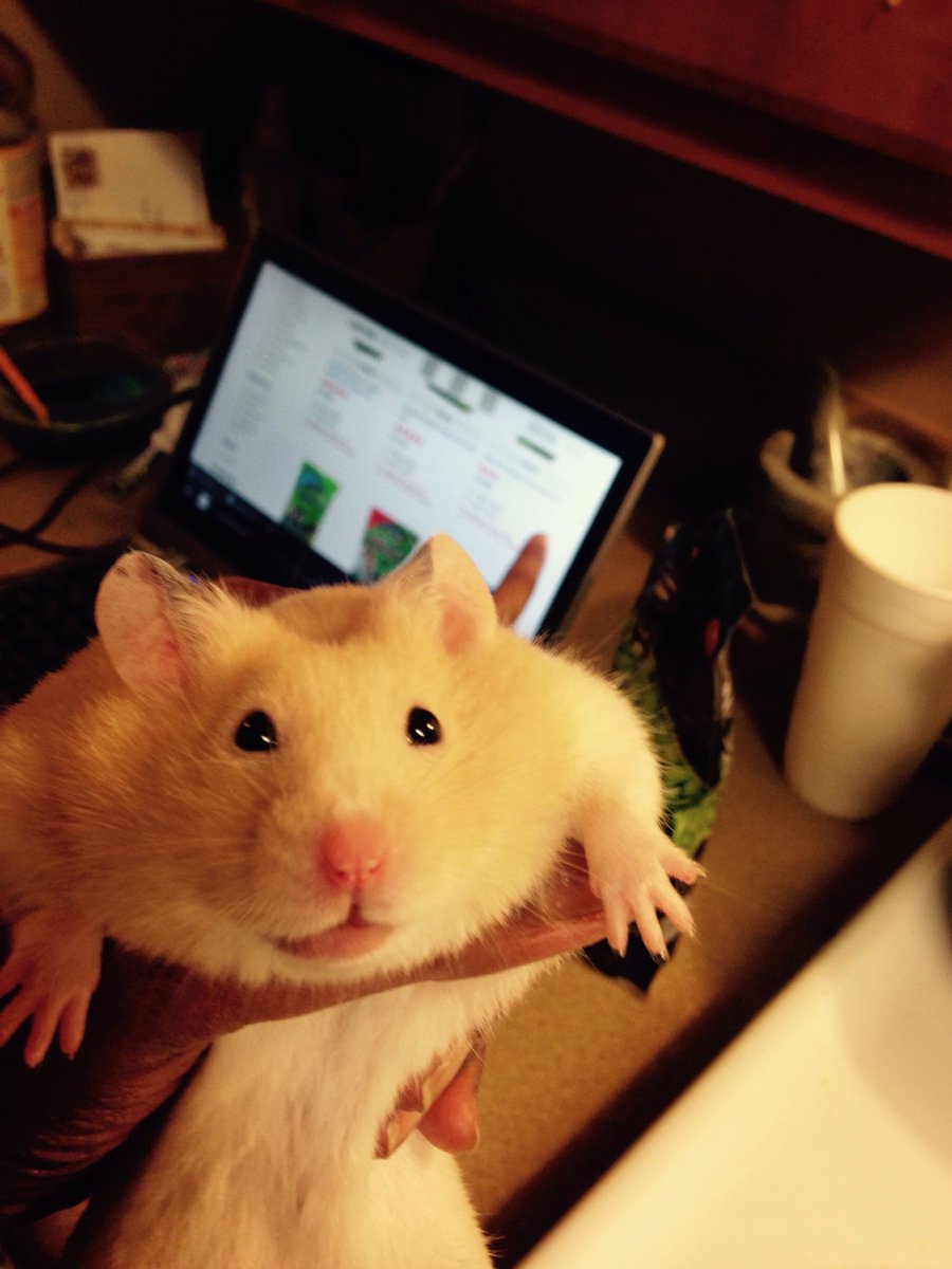 minecraftis6's tweet image. Fat azz😂