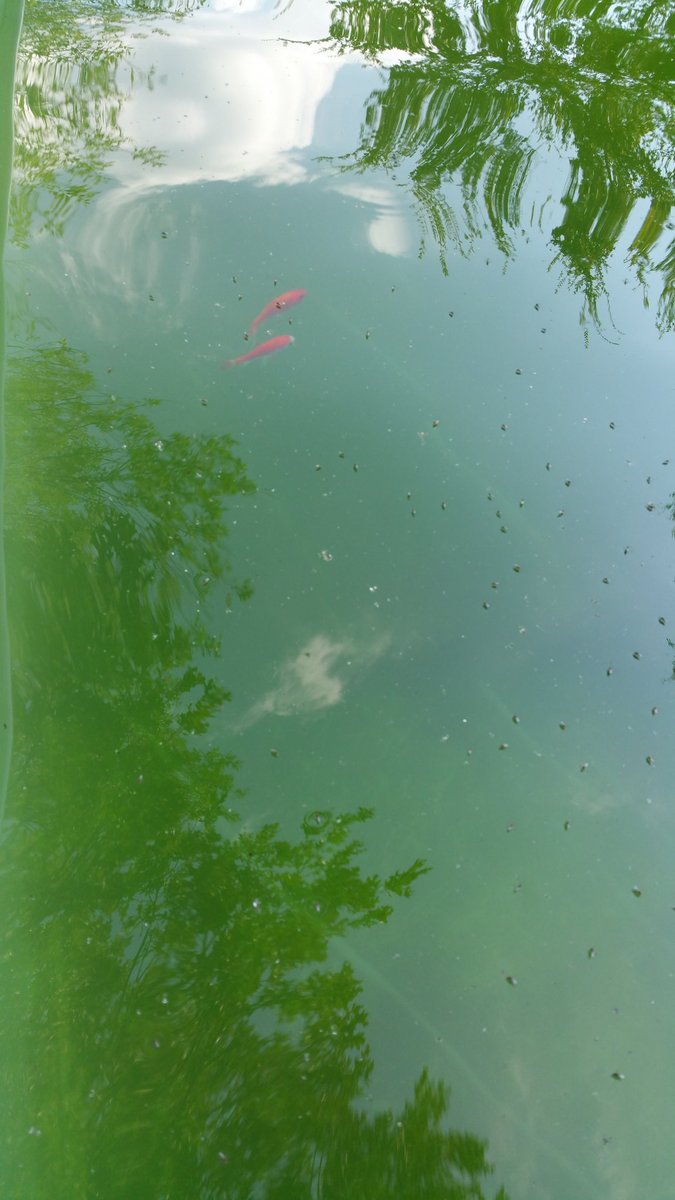 clifton_hicks's tweet photo. I should own a pool service. https://t.co/tFQrB5tMBt