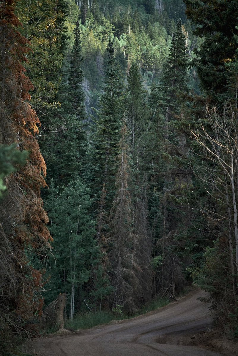 specializedwmn's tweet image. Find your way through the empty spaces of the forest.
#SpecializedRuby
#specializedRoubaix