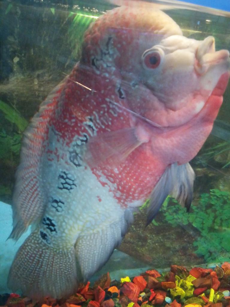 Anubhaupadhyay2's tweet photo. #Deerfield #flowerfish #fish aquarium ๐๐ ๐ก #AnimalLover ๐ #AnimalesFantasticos ๐๐ฅ๐ฏ๐บ๐๐๐๐ https://t.co/n7Ab0XFn3c