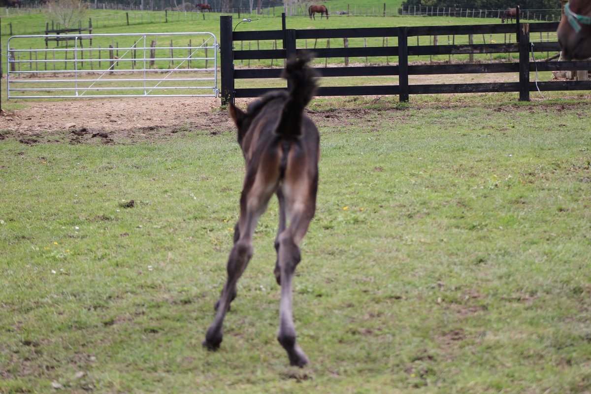 WoodlandsStudNZ's tweet photo. Be like this little guy & kick up your heels, if you're happy it's Friday! Have a great weekend #FoalDayFriday #TGIF https://t.co/rb7KlcyAcy