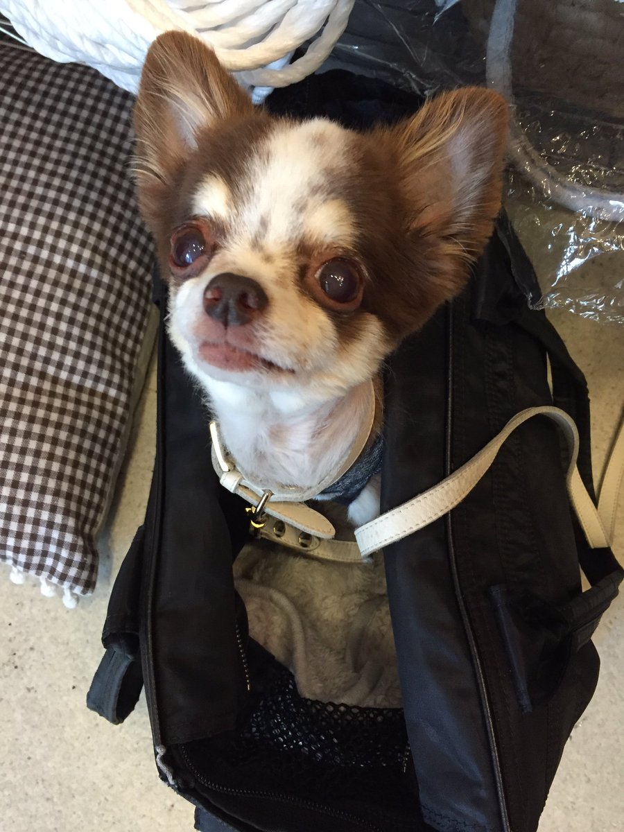 evoldog_UN's tweet photo. 今日の看板わんこはサリっこ♡
キャリーの中に入っていることが多いので
ご来店の際はレジの後ろを覗いてみてくださいね♡ ( aiai ) https://t.co/WJPFozoXo4