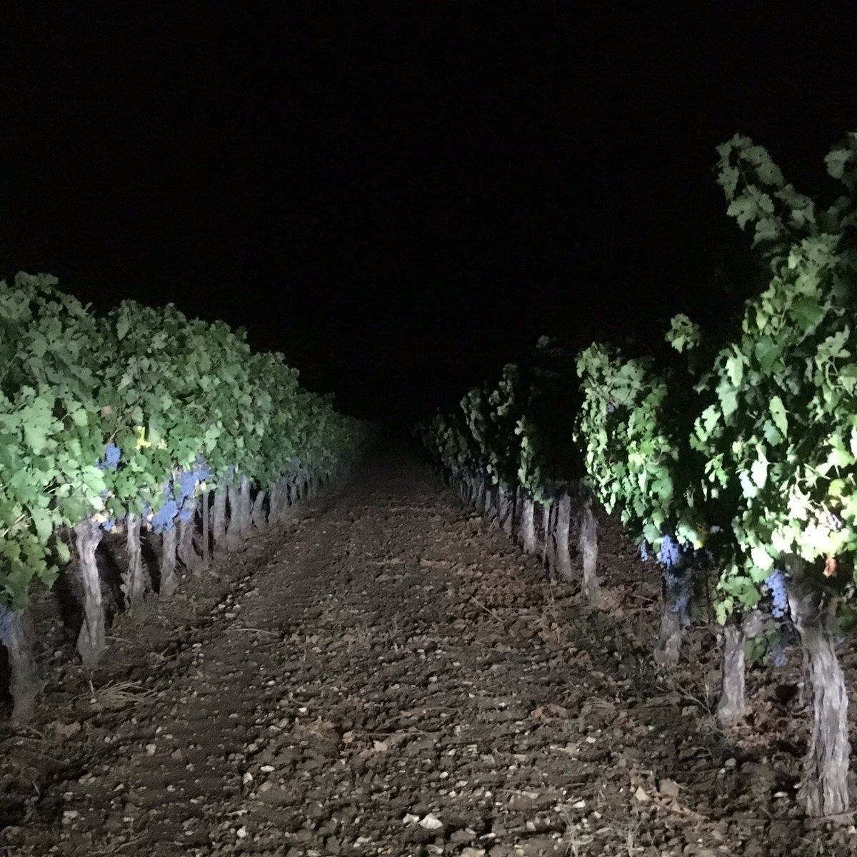 ConstantinChase's tweet image. Vineyard by night... Early morning harvesting allows us keep the freshness in the grapes