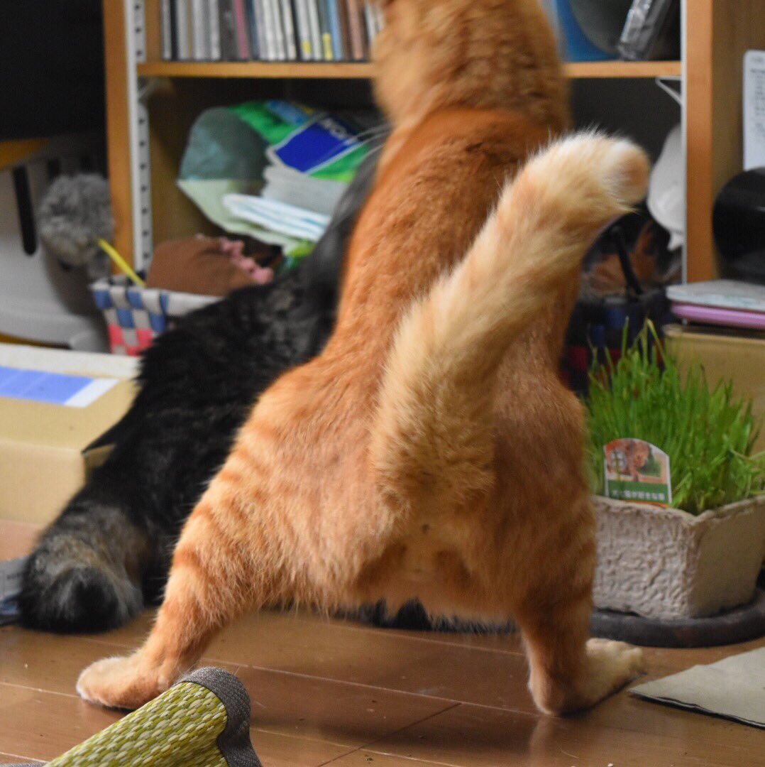 h_zarame's tweet photo. ほー太郎、真剣になればなるほど可笑しみを誘う、天性の三枚目。 https://t.co/762qOqx6eL