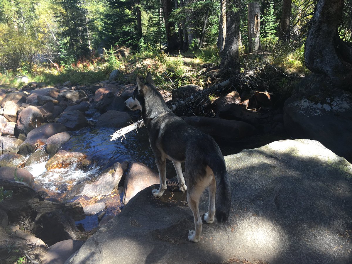 LEONthePUP's tweet photo. haveing fun in coloredo!! it's reely prety hear!! 🐾🐾 #doge #colorado https://t.co/OoFCUSReXk