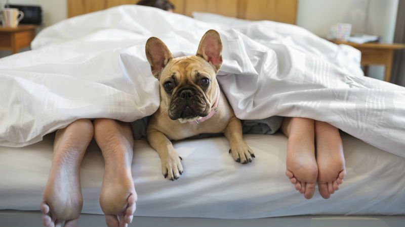 EditieNL's tweet photo. Wat een joekel! Echtpaar bouwt gigabed voor honden https://t.co/Rwnxl5H8zC https://t.co/z4QIkimZft